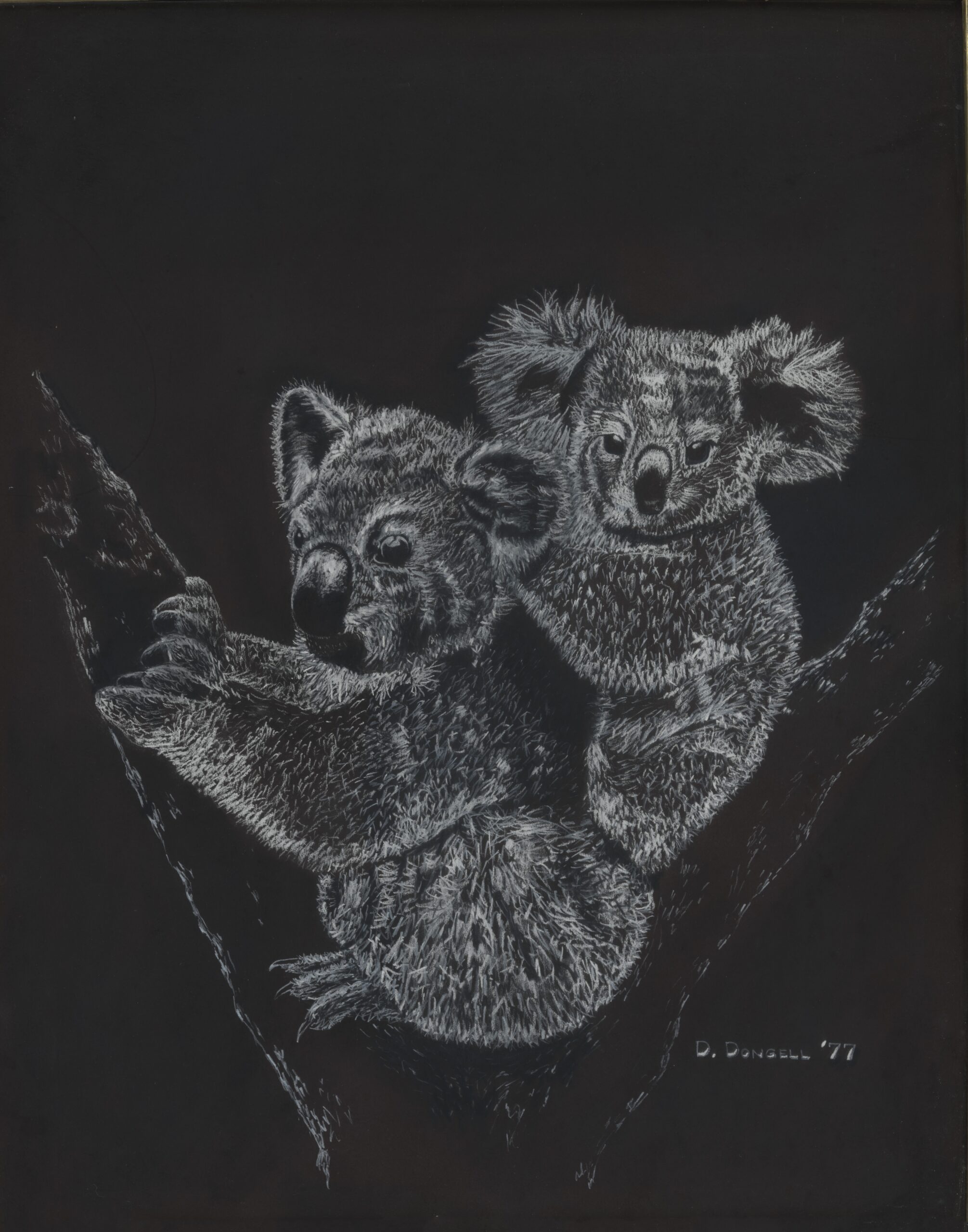 david dongell 3 koalas jpeg
