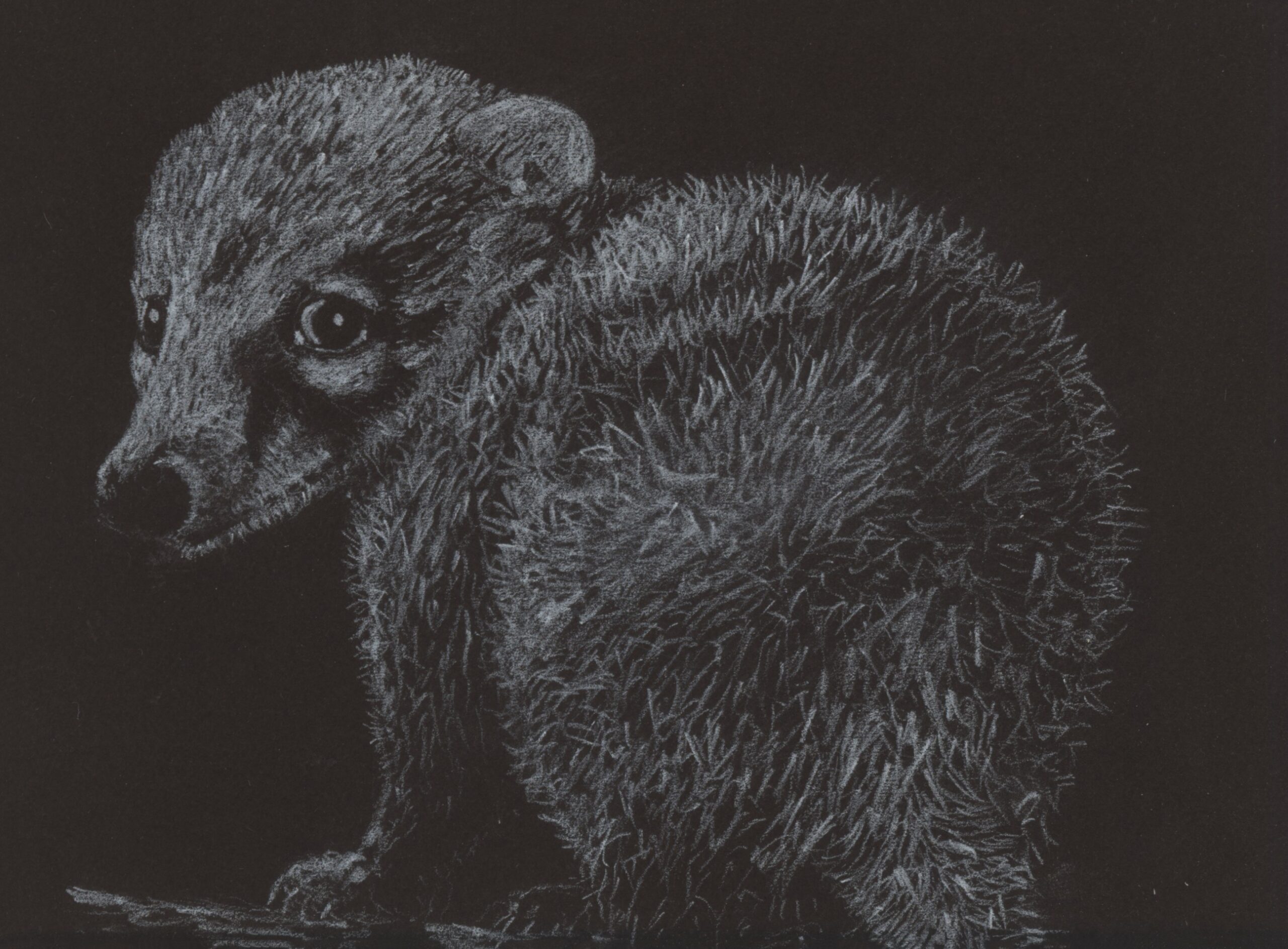 david small 1 coati jpeg