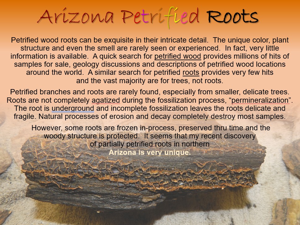 petrified slide 1 jpeg