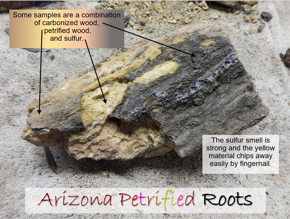 petrified slide 3 jpeg