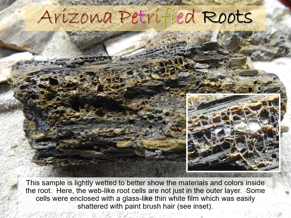 petrified slide 7 jpeg