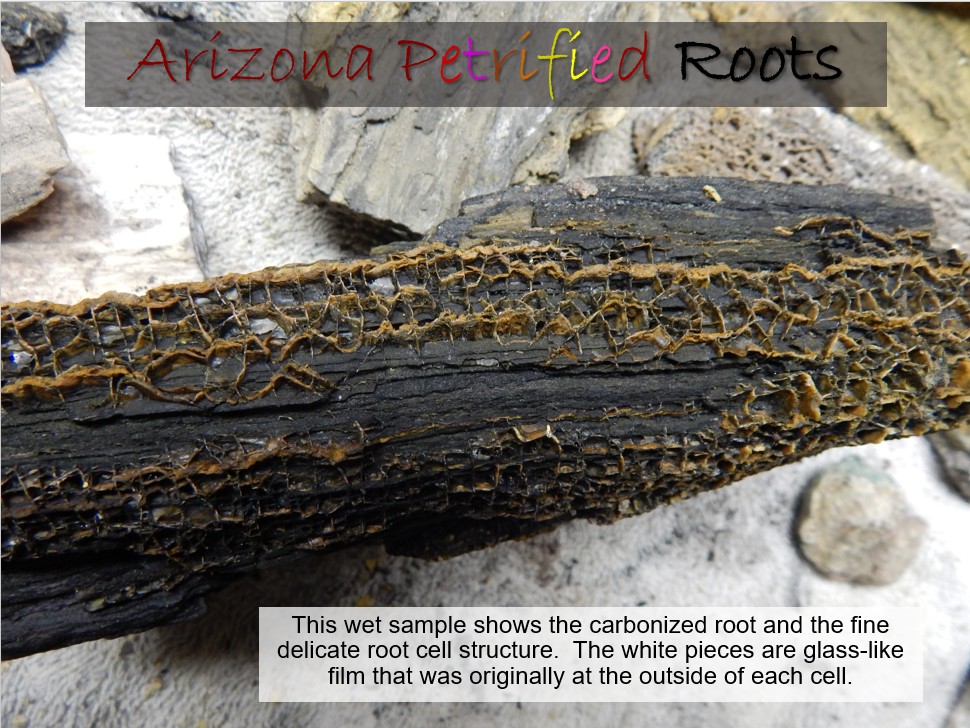 petrified slide 8 jpeg