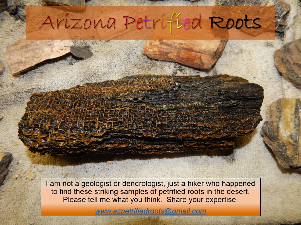 petrified slide 9 jpeg