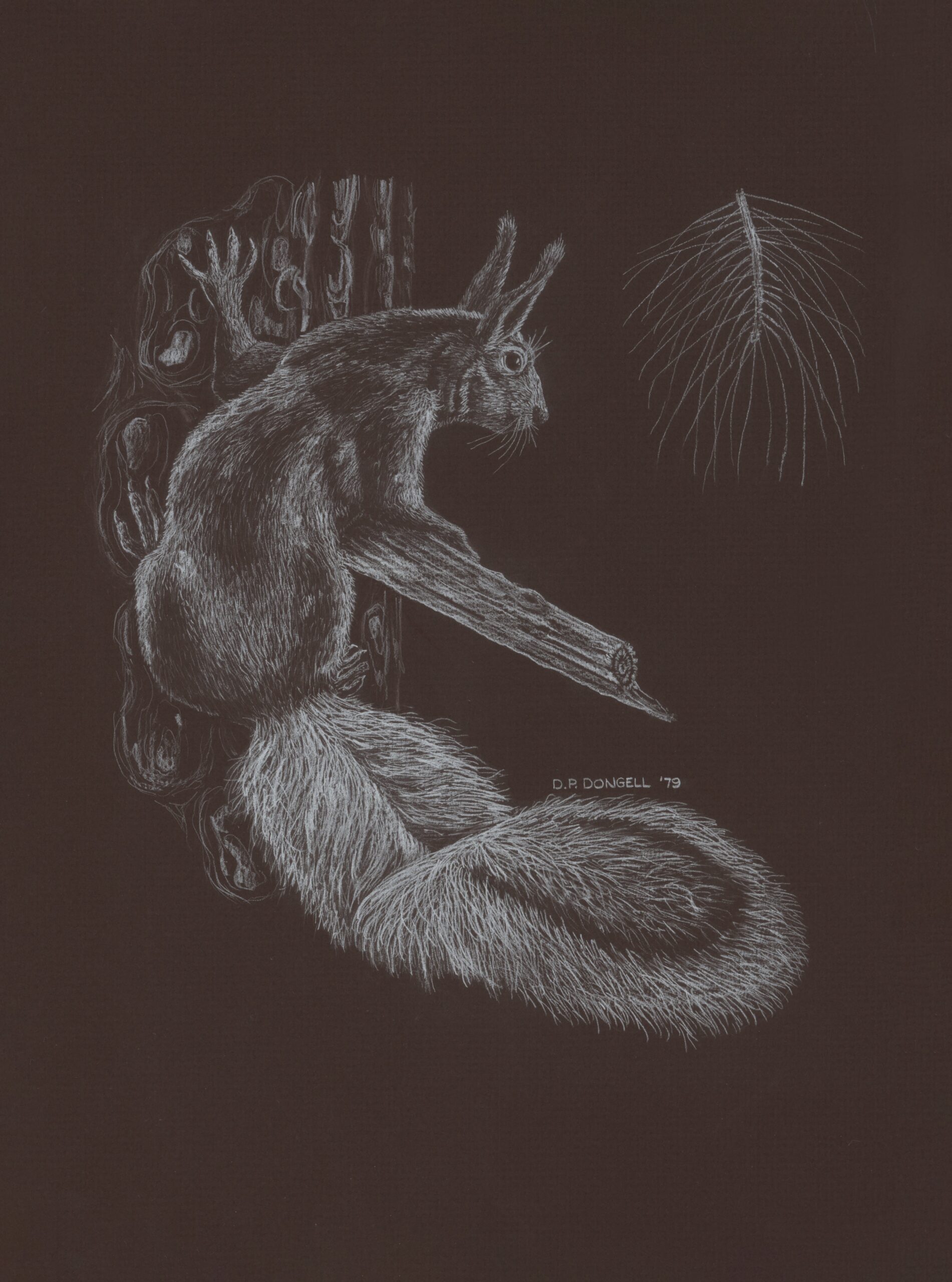 david med 3 squirrel jpg