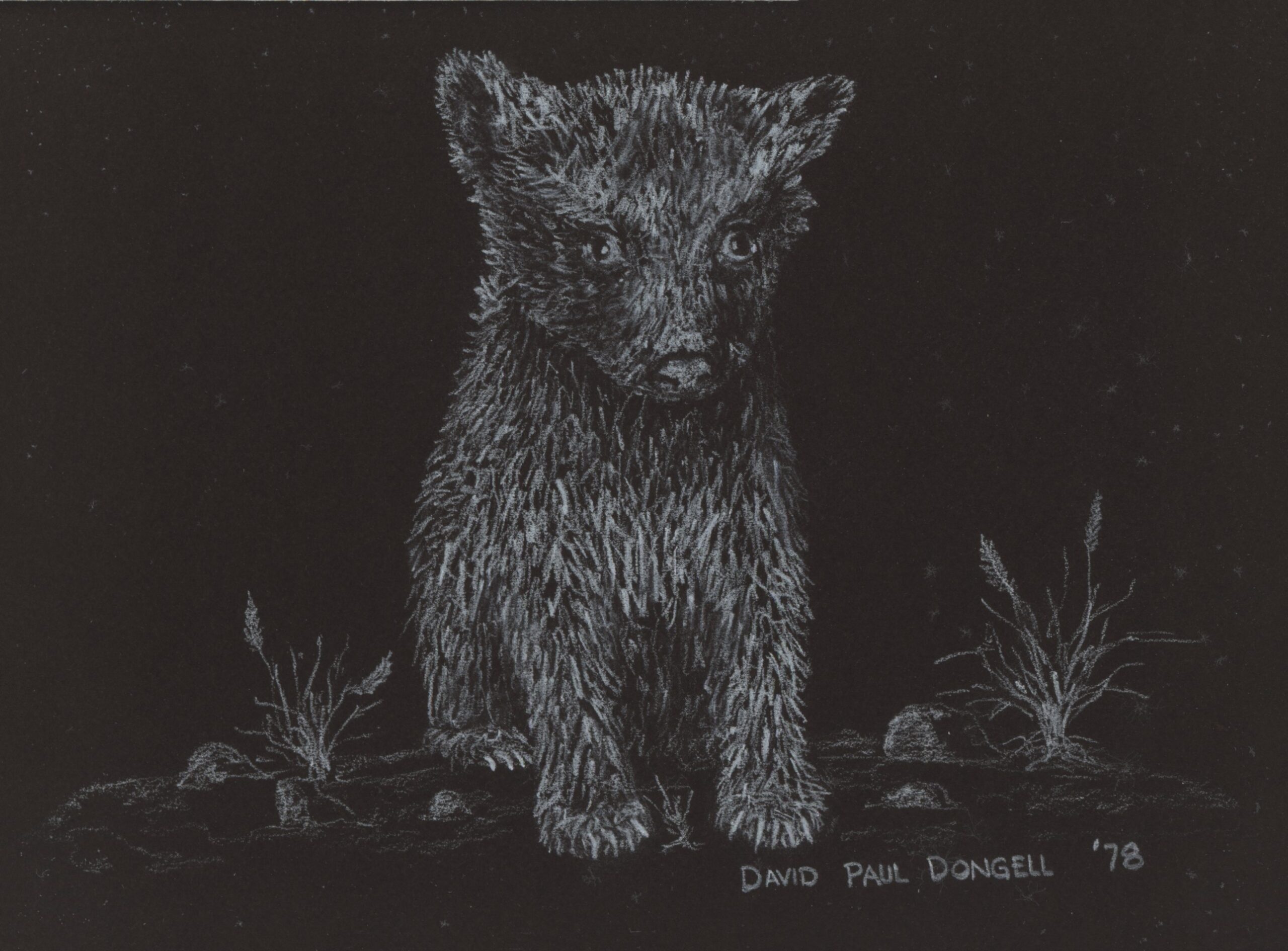 david small 2 bear jpeg